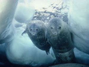 Wright Free Press: Animals of Cold Seas - Kemoni Williams