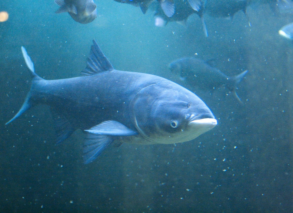 chinese carp fish